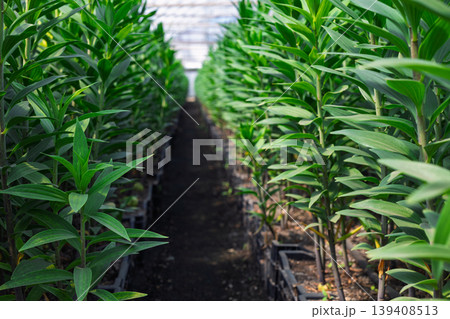 Fresh Green Lily Plants in Greenhouse 139408513