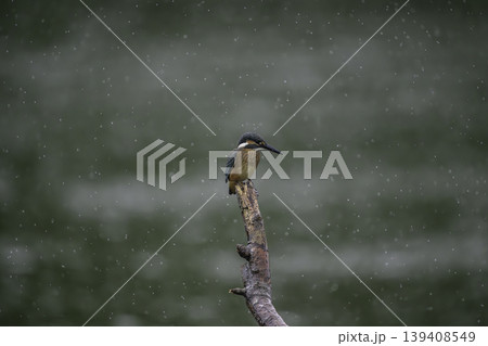 水辺のカワセミ 水辺のカワセミ 139408549