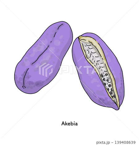 紫色のアケビの果実と断面のイラストセット｜秋の果物 アケビ 山の恵み  139408639