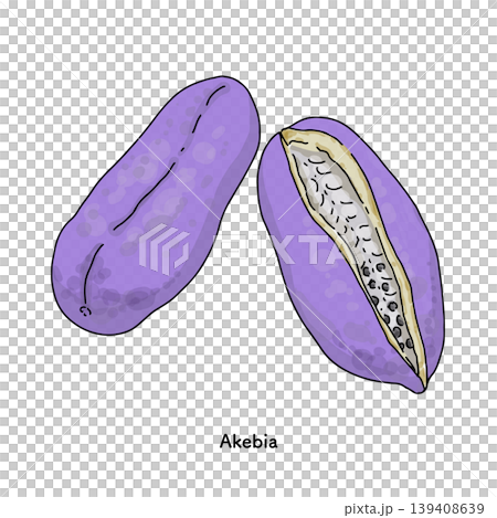 紫色のアケビの果実と断面のイラストセット｜秋の果物 アケビ 山の恵み  139408639