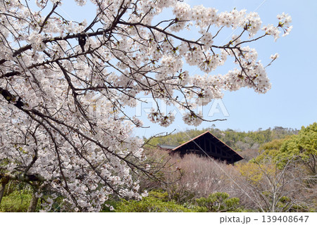 天王山と桜 139408647