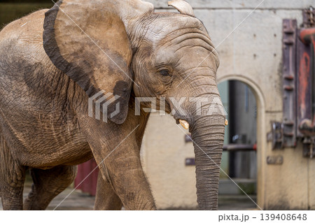 動物園のゾウ 139408648