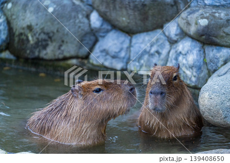 カピバラ温泉 カピバラ温泉 139408650