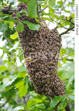 A swarm of bees sitting in an apple tree 139408667