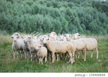 Sheeps and lambs in the field 139408689