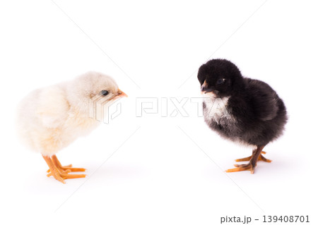 Two small chickens isolated on a white background. White and black small chickens look at each other. Two small chickens isolated on a white background. White and black small chickens look at each other. 139408701