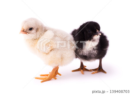 Two small chickens isolated on a white background. Black and white chickens stand together Two small chickens isolated on a white background. Black and white chickens stand together 139408703
