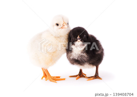 Two small chickens isolated on a white background. A couple of black and white chickens stand together and look at the camera Two small chickens isolated on a white background. A couple of black and white chickens stand together and look at the camera 139408704