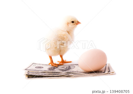 Small yellow chicken, a pile of dollars and an egg isolated on a white background. Little chicken stands on a pile of US dollars near an egg Small yellow chicken, a pile of dollars and an egg isolated on a white background. Little chicken stands on a pile of US dollars near an egg 139408705