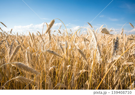 Beautiful landscape of ripe rye at sunset Beautiful landscape of ripe rye at sunset 139408710