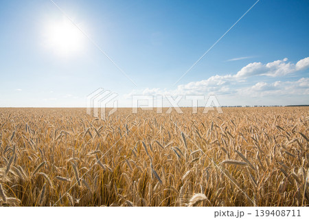 The field of ripe rye at sunset The field of ripe rye at sunset 139408711