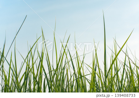 Long fresh green grass against a blue sky in the field in evening 139408733