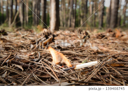 A match left by a man in a coniferous forest. It is dangerous to burn fire in forest, since it may be the cause of forest fire. A match left by a man in a coniferous forest. It is dangerous to burn fire in forest, since it may be the cause of forest fire. 139408745