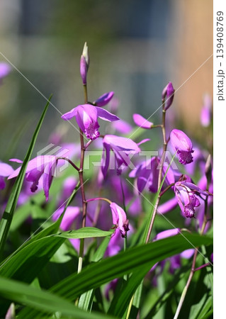 シランの紫色の花 シランの紫色の花 139408769