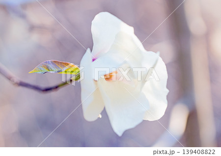 家の周りの草花　四季の色々　公園の冬枯れの木々に春を告げるコブシの美しい花が咲き始めました 139408822