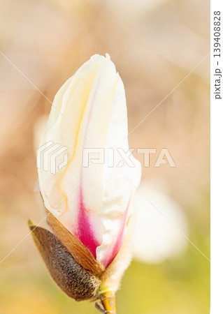 家の周りの草花 四季の色々 公園の冬枯れの木々に春を告げるコブシの美しい花が咲き始めました 家の周りの草花 四季の色々 公園の冬枯れの木々に春を告げるコブシの美しい花が咲き始めました 139408828