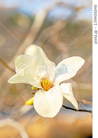 家の周りの草花　四季の色々　公園の冬枯れの木々に春を告げるコブシの美しい花が咲き始めました 139408840