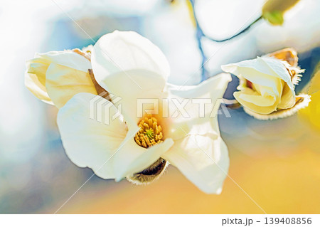 家の周りの草花　四季の色々　公園の冬枯れの木々に春を告げるコブシの美しい花が咲き始めました 139408856