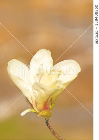 家の周りの草花　四季の色々　公園の冬枯れの木々に春を告げるコブシの美しい花が咲き始めました 139408860