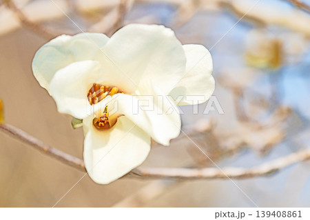 家の周りの草花　四季の色々　公園の冬枯れの木々に春を告げるコブシの美しい花が咲き始めました 139408861