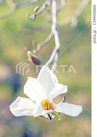 家の周りの草花　四季の色々　公園の冬枯れの木々に春を告げるコブシの美しい花が咲き始めました 139408866