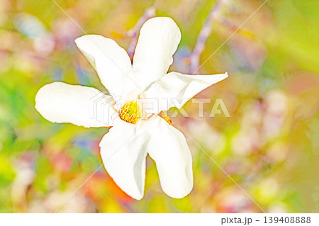家の周りの草花　四季の色々　公園の冬枯れの木々に春を告げるコブシの美しい花が咲き始めました 139408888