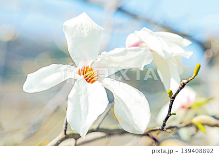 家の周りの草花　四季の色々　公園の冬枯れの木々に春を告げるコブシの美しい花が咲き始めました 139408892