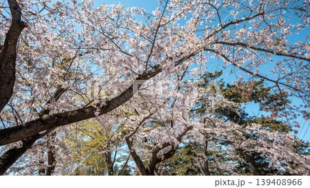 桜 さくら サクラ 139408966