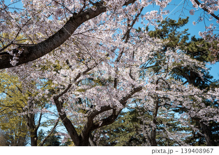 桜 さくら サクラ 139408967