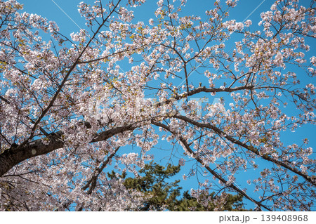 桜 さくら サクラ 139408968
