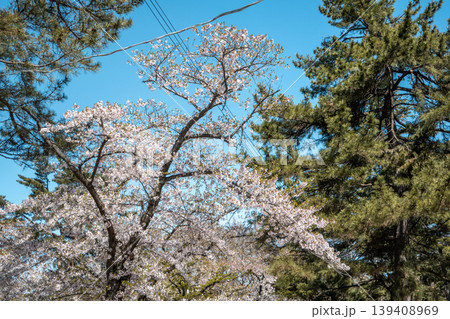 桜 さくら サクラ 139408969