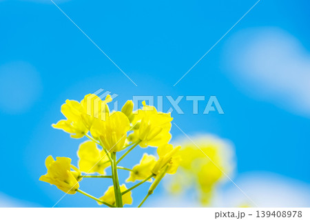 青空と菜の花　なのはな　 139408978