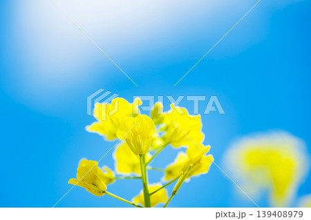 青空と菜の花　なのはな　 139408979