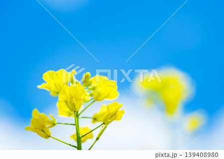青空と菜の花　なのはな　 139408980