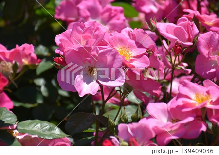 美しい薔薇の花 美しい薔薇の花 139409036
