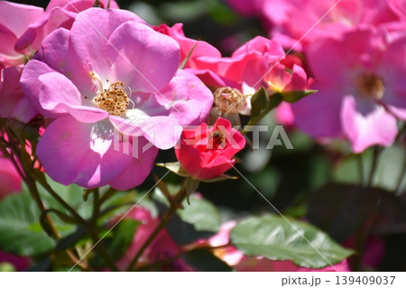 美しい薔薇の花 美しい薔薇の花 139409037