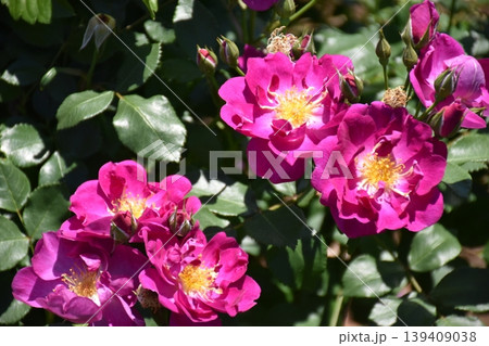 美しい薔薇の花 139409038