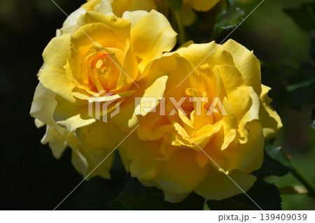 美しい薔薇の花 美しい薔薇の花 139409039