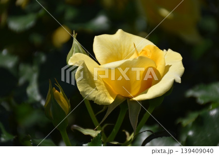 美しい薔薇の花 美しい薔薇の花 139409040