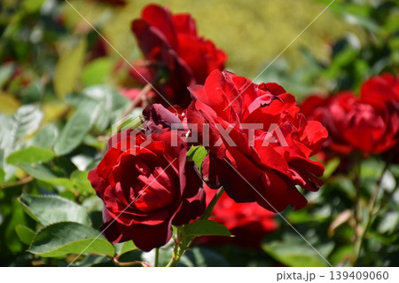 美しい薔薇の花 美しい薔薇の花 139409060