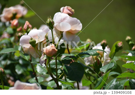 美しい薔薇の花 139409108