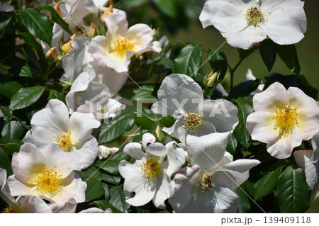 美しい薔薇の花 美しい薔薇の花 139409118