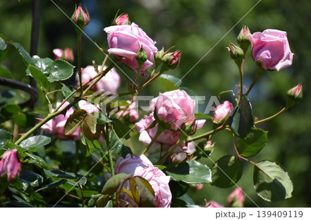 美しい薔薇の花 139409119