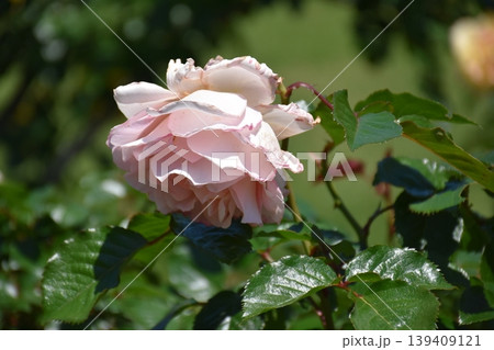 美しい薔薇の花 美しい薔薇の花 139409121