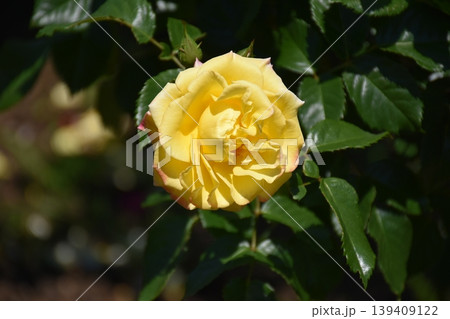 美しい薔薇の花 美しい薔薇の花 139409122