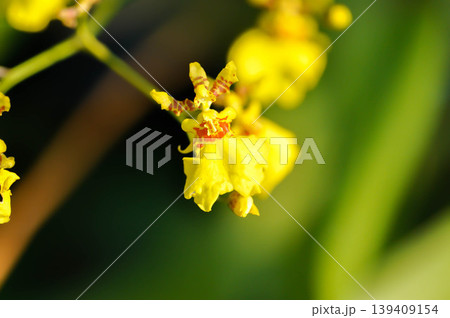 yellow oncidium orchid or yellow orchid flower or orchid yellow oncidium orchid or yellow orchid flower or orchid 139409154