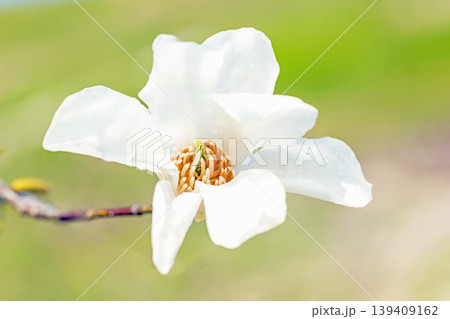 家の周りの草花 四季の色々 公園の冬枯れの木々に春を告げるコブシの美しい花が咲き始めました 家の周りの草花 四季の色々 公園の冬枯れの木々に春を告げるコブシの美しい花が咲き始めました 139409162