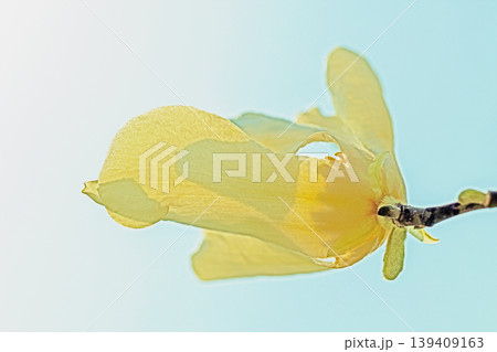 家の周りの草花　四季の色々　公園の冬枯れの木々に春を告げるコブシの美しい花が咲き始めました 139409163