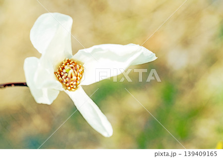 家の周りの草花 四季の色々 公園の冬枯れの木々に春を告げるコブシの美しい花が咲き始めました 家の周りの草花 四季の色々 公園の冬枯れの木々に春を告げるコブシの美しい花が咲き始めました 139409165