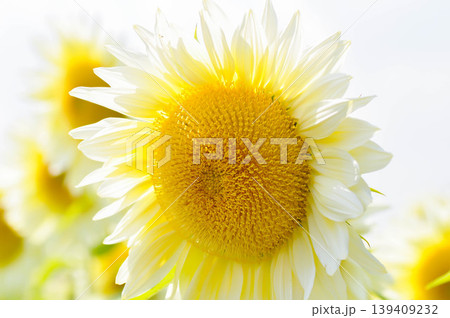 White Sunflower, sunflower or Asteraceae or H annuus or Helianthus annuus L or Helianthus annuus ProCut White Nite or white flower and sky White Sunflower, sunflower or Asteraceae or H annuus or Helianthus annuus L or Helianthus annuus ProCut White Nite or white flower and sky 139409232